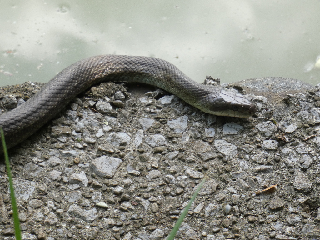 びっくり 青大将 かなり大きな蛇約1 5ｍが公園の池の縁にまったりしています 善福寺 生き延びるために役立つ９９のヒントと９９９の情報